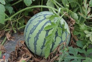 吃瓜导航网,带你畅游网络娱乐世界