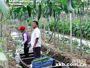 吃瓜的社区网,网络舆论场中的“瓜田”盛景