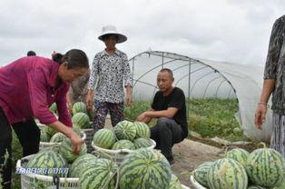 绵阳网红吃瓜事件视频,一场网络狂欢背后的真相揭秘