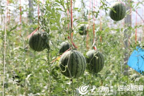 绵阳网红吃瓜事件视频,一场网络狂欢背后的真相揭秘