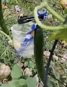 绵阳网红吃瓜事件视频,一场网络狂欢背后的真相揭秘