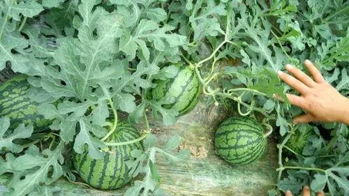 吃瓜苏州网红,吃瓜之旅，味蕾盛宴