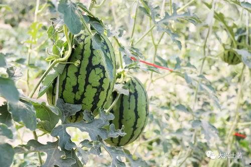 网红方圆吃瓜,揭秘网红幕后生活