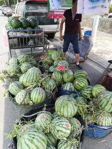 金乡网红吃瓜事件,揭秘网络舆论背后的真相与争议