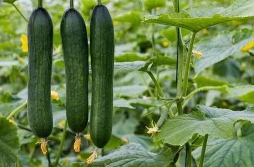 798.su黑料吃瓜网,网络舆论场中的暗流涌动