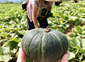 商洛网红吃瓜事件真相是真的吗