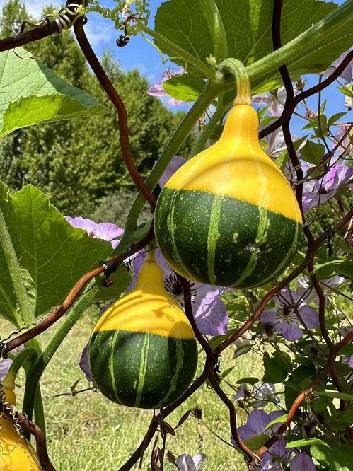 吃瓜网红八卦图片大全集,全网热传！吃瓜网红八卦图片大全集揭秘