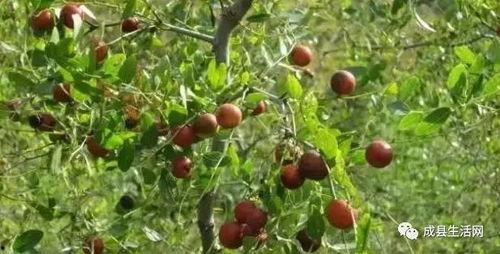 成县吃瓜网红,揭秘当地美食文化