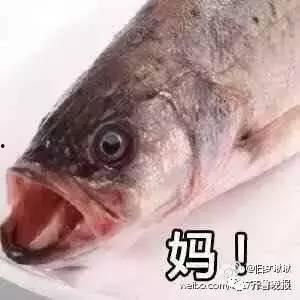 网红吃八瓜鱼视频大全,视频大全揭秘美食新潮流